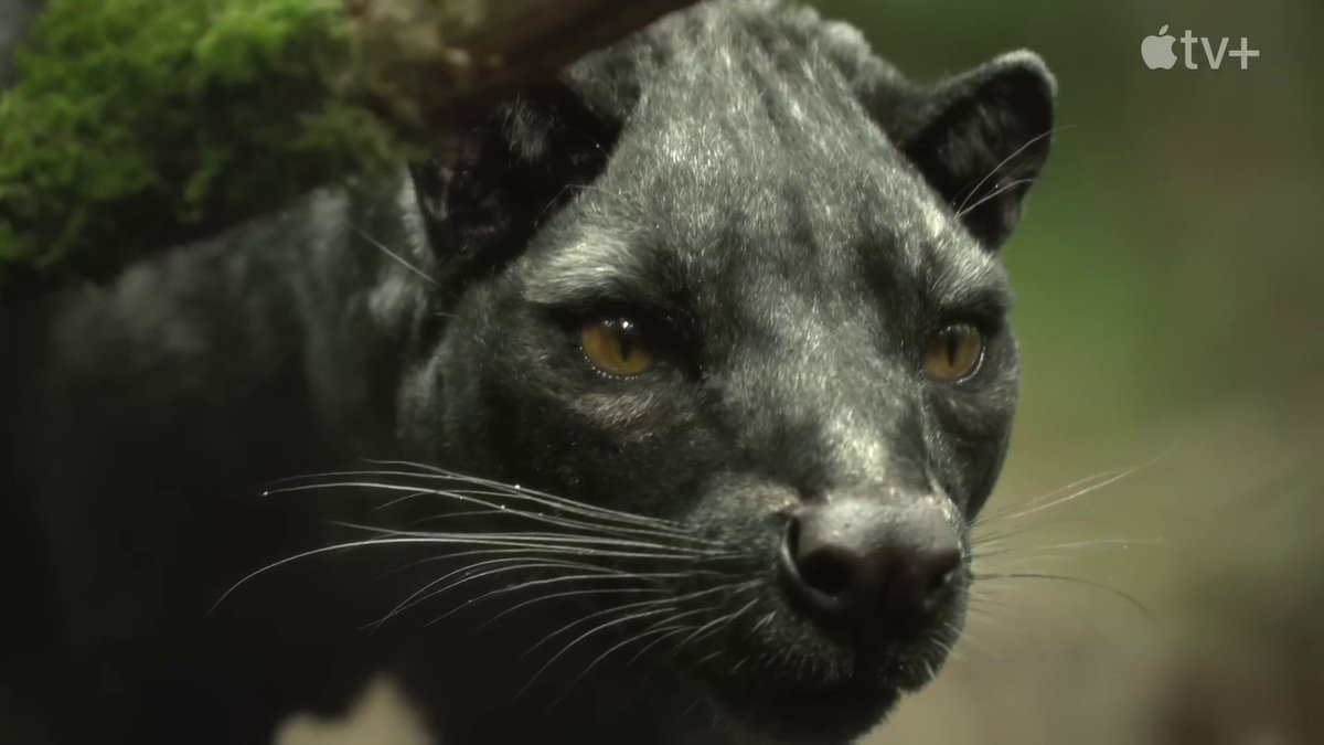 giant fossa? confirmed in #prehistoricplaneticeage