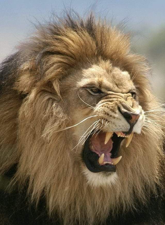 _xnx0i's tweet image. 이게 뭡니까!!!!!!!!!!!!!!!!!!!!!!!!!!!!!!!!!!!!
팀 짐승새끼 어디갔습니까!!!!!!!!!!!!!!!!!!!!!!!!!!