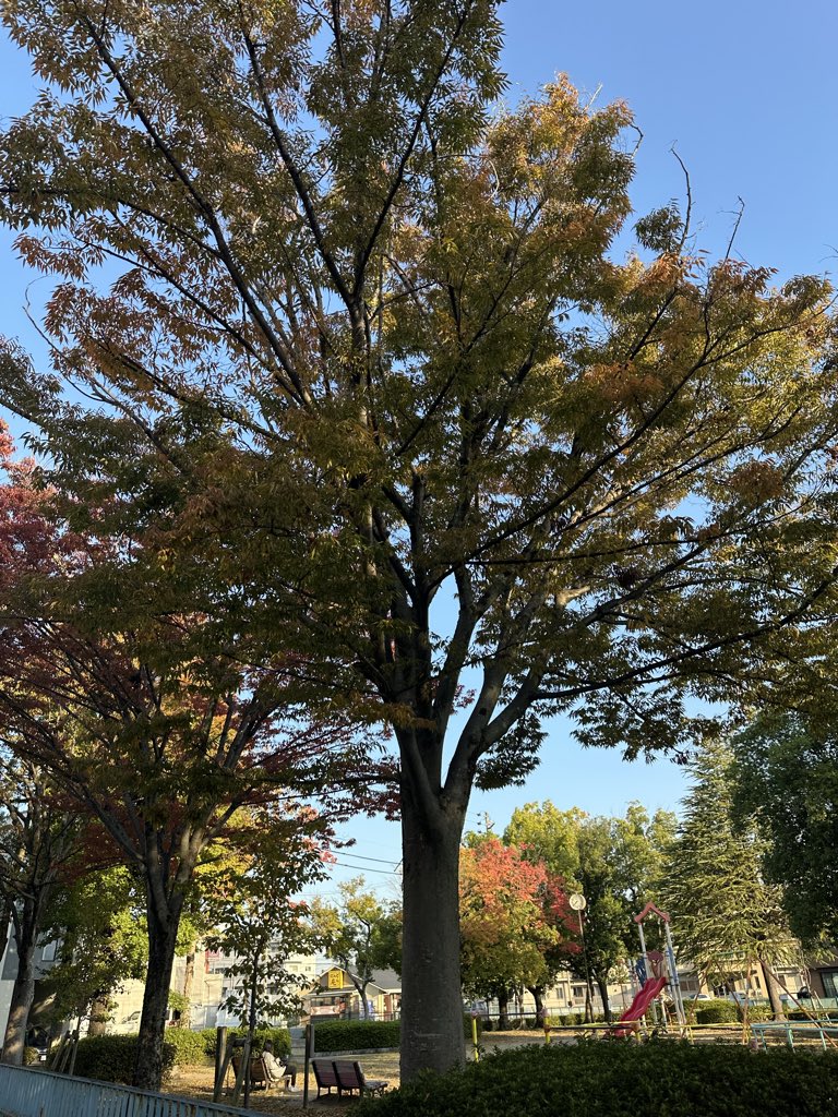 bliss_inter2015's tweet photo. おはようございます
名古屋市天白区
近所の公園も色づいてきたので
そろそろ🍁に行きたい時期になりました

#企業公式相互フォロー
#紅葉
#鯛めし https://t.co/UjmOSGRhJT