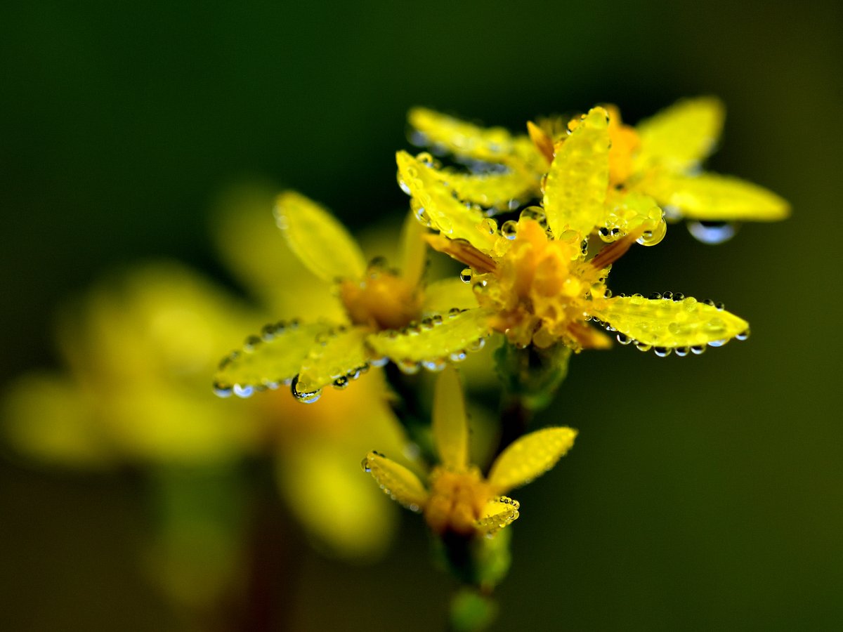 花鳥風月 四季 on X