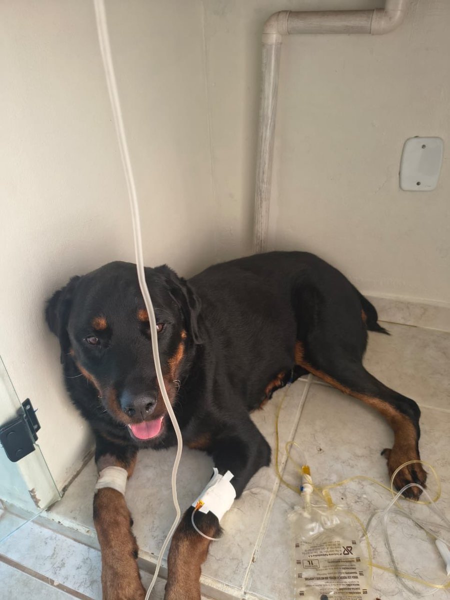 natalieal91's tweet photo. AJUDE O THOR 🚨🚨🚨🚨🚨.                       

PIX DA VAKINHA: 5795987@vakinha.com.br 

#CasoThor #MedicinaVeterinária #CãoEmTratamento #SolidariedadeAnimal #CausaAnimal #ApoieAnimais #HistóriaDoThor #Veterinária #ForçaThor 

LINK DA VAKINHA: https://t.co/FNWgbw42cT https://t.co/2tA9MNm10O