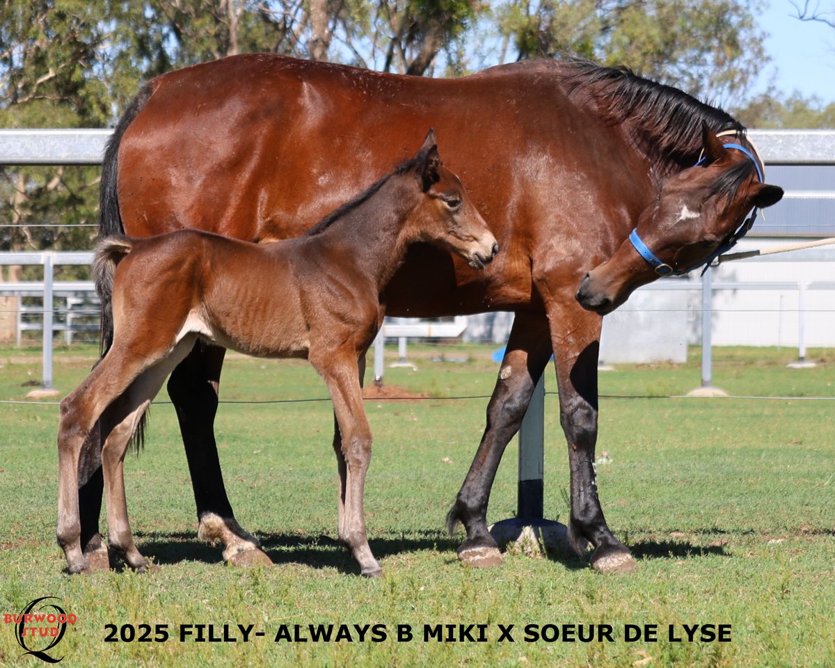 🩷Number 109!! and it's a Filly!
This stunning filly is by ALWAYS B MIKI out of SOEUR DE LYSE for Alf La Spina Pty Ltd
<a href="/Alabarfarms/">Alabar Farms</a>