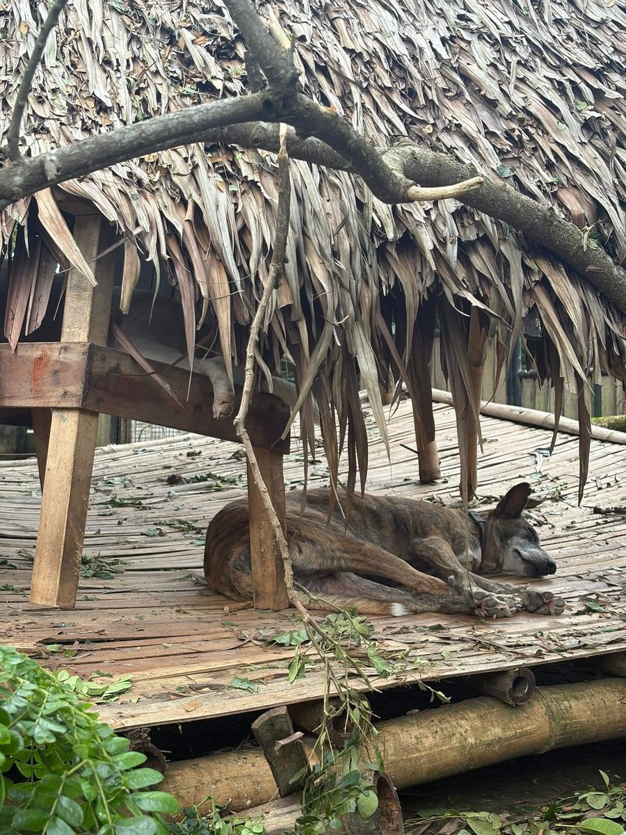 My heart 🥹 This is Tigger’s spot at the shelter and even if their kubo fell apart, he still found it to be his safe space in the middle of all the cleaning and clearing yesterday. Dogs really have the simplest joys. They are worth all the sacrifices.🤎
