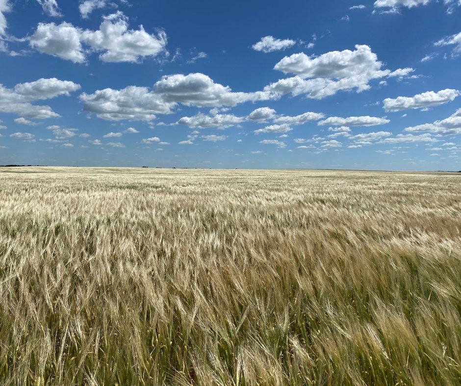 🌾 Ever wondered how bushel weight affects barley’s nutritional profile? 

You’re not alone — and we’ve got answers. We are diving into the science of barley at Agribition! Stop by our booth to take part in our demonstrations.