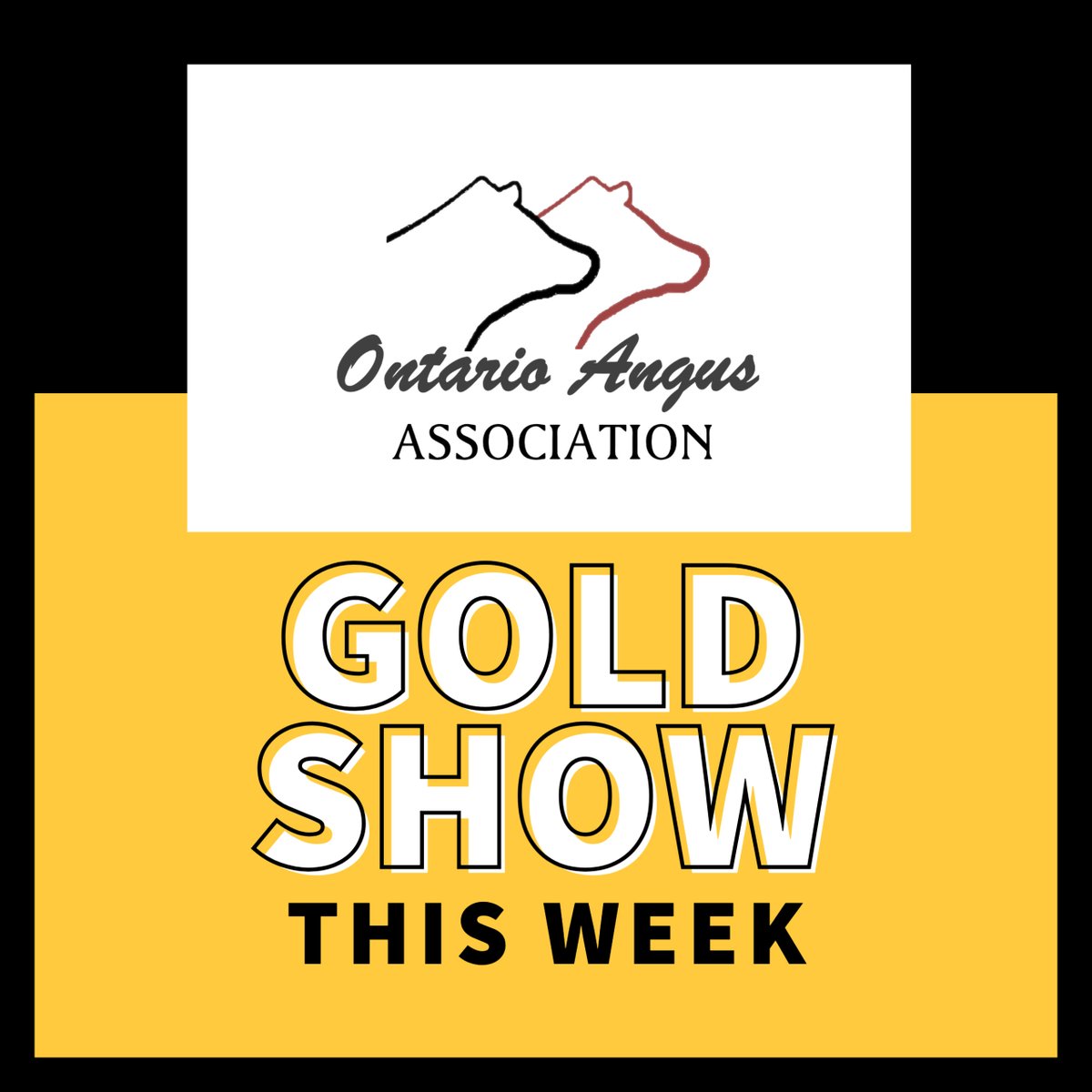 Ontario Angus Association is hosting a Gold Show during the Royal Winter Fair on November 7-16 in Toronto, ON. #cdnangus Gold Show results will be posted once available at   cdnangus.ca/buyers-sellers…