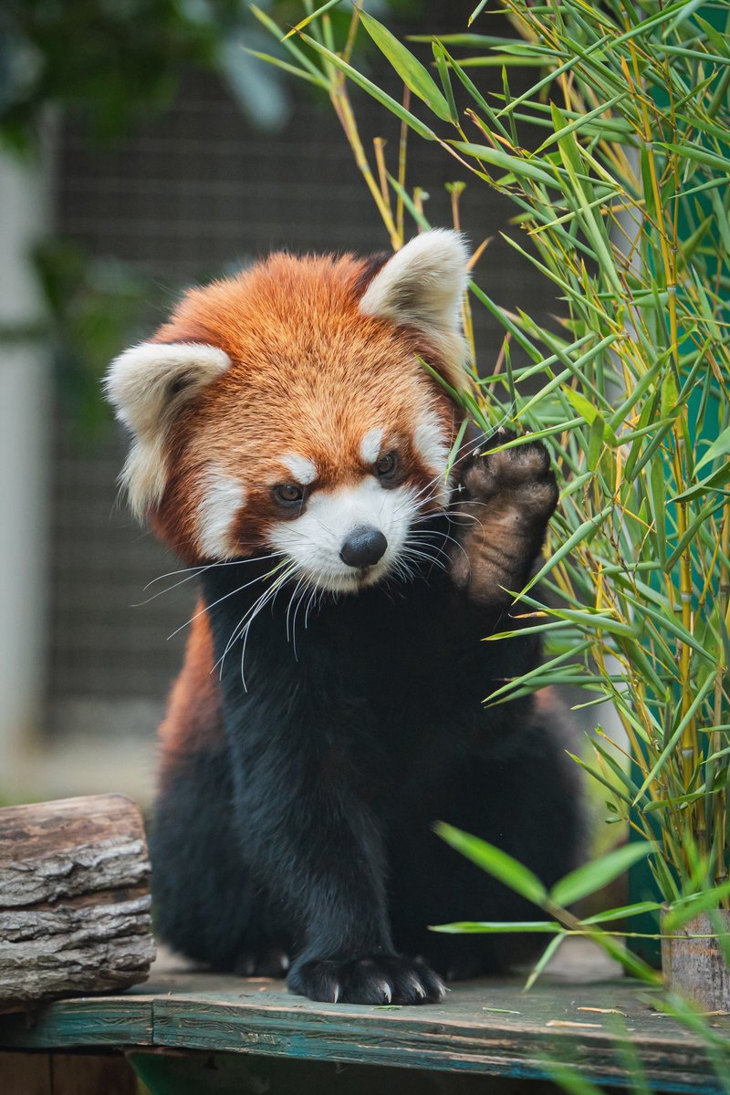 ラビ＠もふもふ (@no96noir) / Posts / X