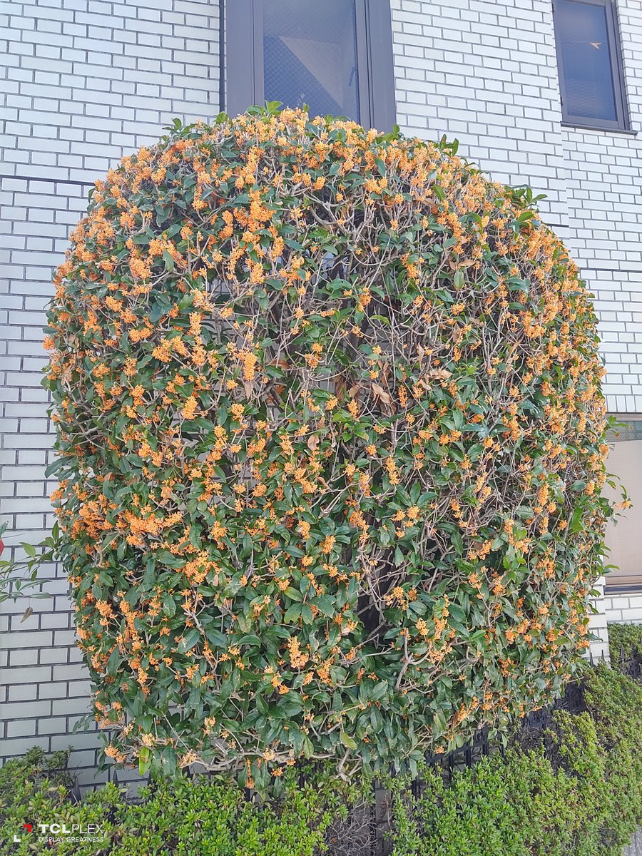 トレンド大阪 v(๑・v・๑❀)v on X