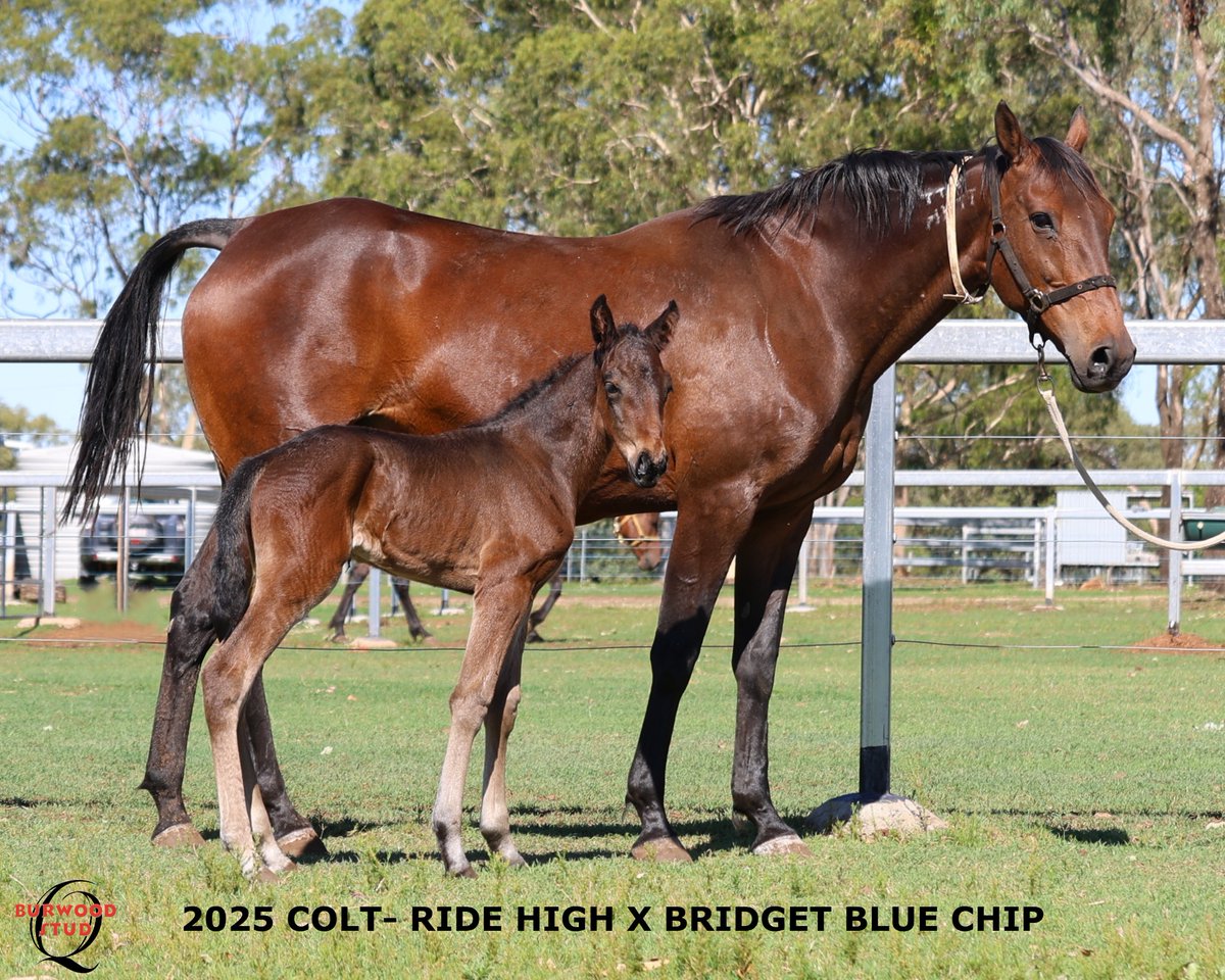 💙Number 110!!! and it's a Boy!!
This striking colt is out of BRIDGET BLUE CHIP by RIDE HIGH for John Manzelmann
<a href="/Alabarfarms/">Alabar Farms</a>