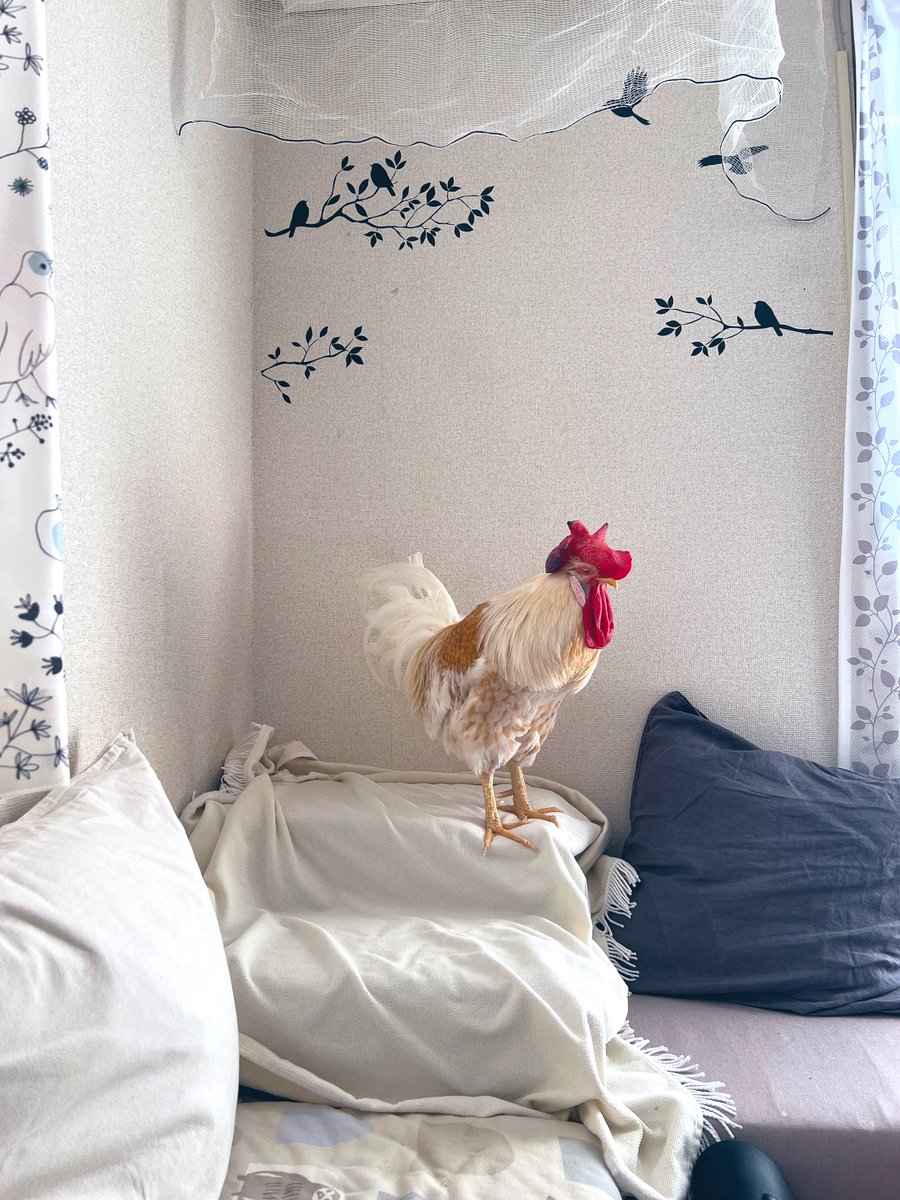 おはよう☀
寝床の毛布は毎日洗います。