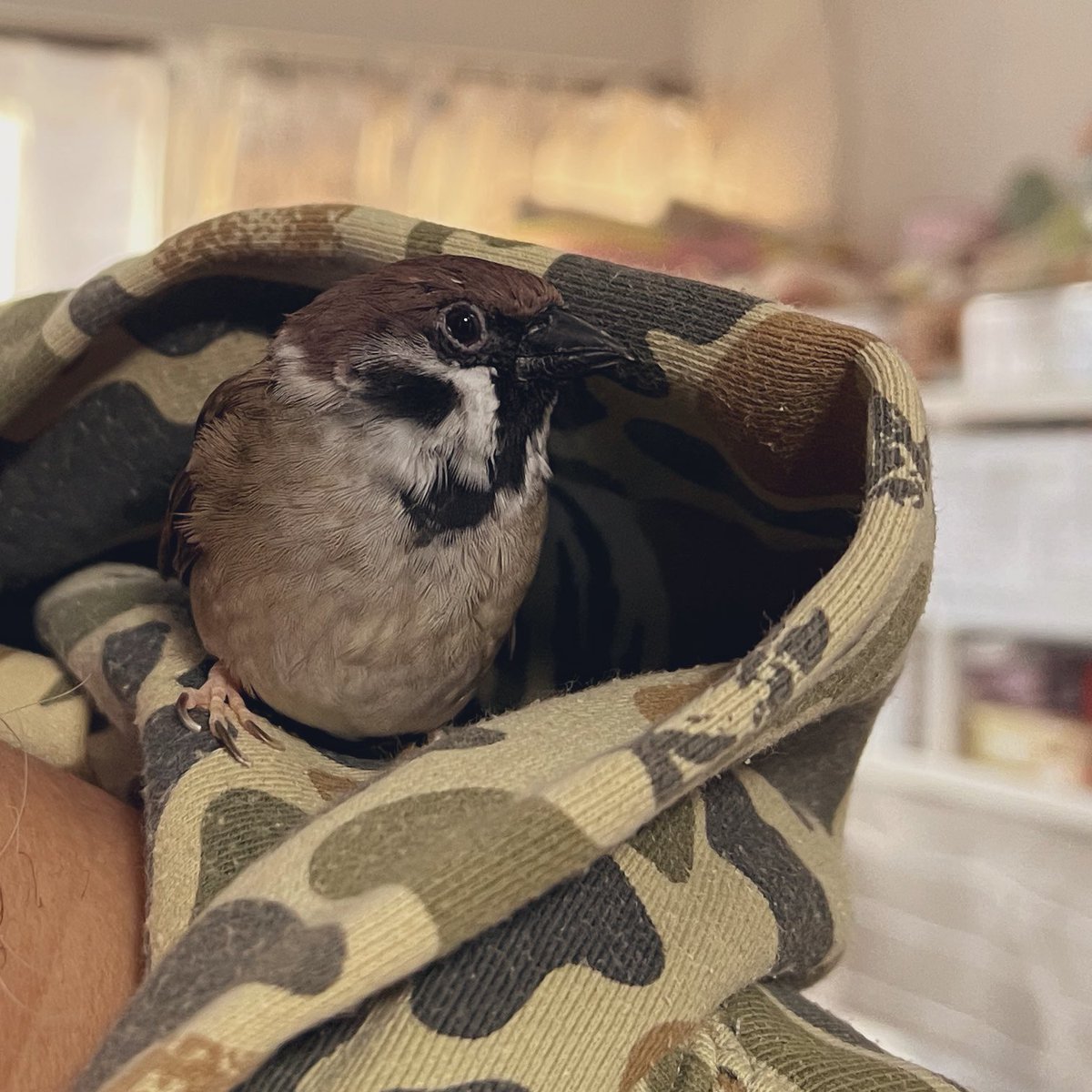 プリポンが帽子に入っている‼️