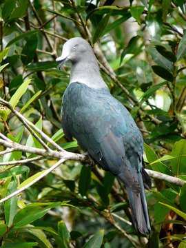 a_london_pigeon's tweet photo. Marquesan Imperial Pigeon (Ducula galeata) #French_Polynesia #South_Pacific
π· Samuel Etienne.
Largest pigeon on earth after the four Crowned Pigeon species of New Guinea.
A thick, elongated cere gives the face a unique sloping look. Always astonished and delighted by edibles. https://t.co/RfqsB2XZUY