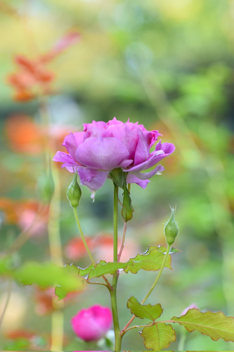 四季の香ﾛｰｽﾞｶﾞｰﾃﾞﾝ