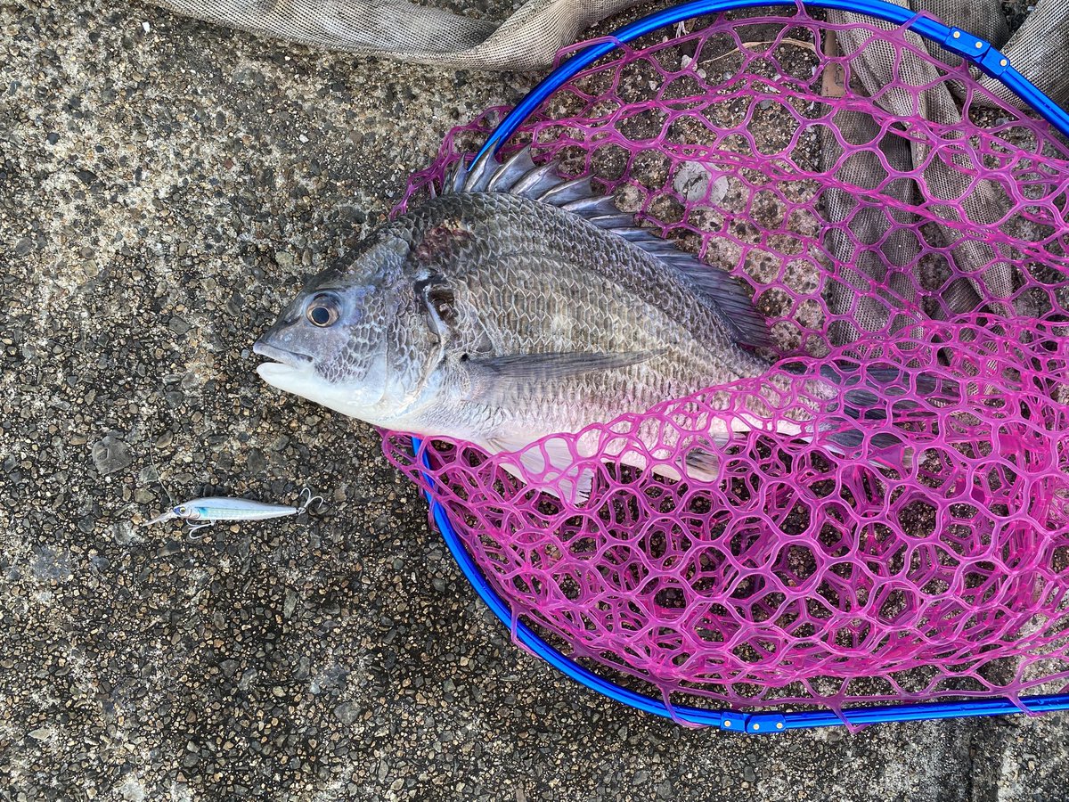 N兄 (@N83113207) / Posts / X