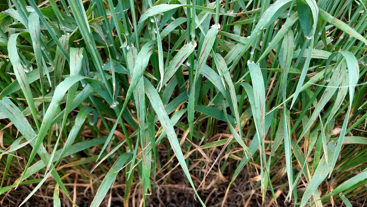 Las cebadas llegan a fin de ciclo con lo justo en cuanto a sanidad.
👉Lotes con doble mezcla en Z30 y triple mezcla en Z45 terminan bien, pero sin resto.
👉Año de altísima presión de enfermedades.
👉Por suerte, en general, poco daño por heladas