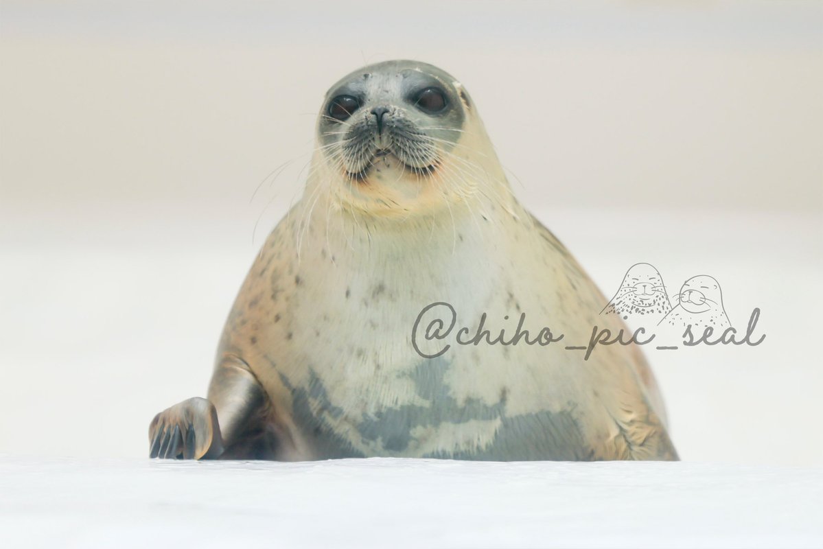 chiho_pic_seal's tweet image. ワモンアザラシのアラレちゃん♡
🦭Ringed seal / Arare
📆2025年撮影
📍 海遊館 Osaka Aquarium Kaiyukan
#海遊館
#ワモンアザラシ
#アザラシ
#seal