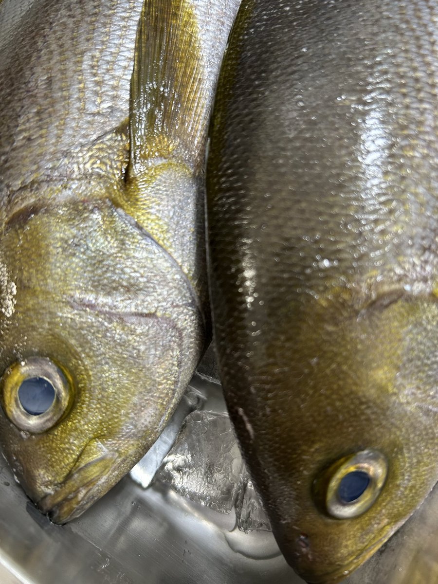 魚虎 うおとら on X