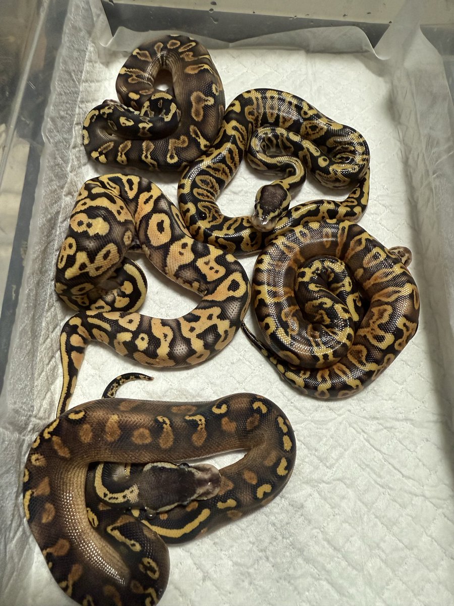 higuma_bp's tweet image. 2025NO14クラッチがFS完了❣️

　　パステルBH GHI ♀
　　　　　　✖️
①Bamhartブラックピューターファイアhetクラウン ♂
　　　　　　or
②パステルGHI YB ♂

いったいどっちが掛かったんだ？
じっくり考えよう😛
#ボールパイソン
#vbp
#06shockwave