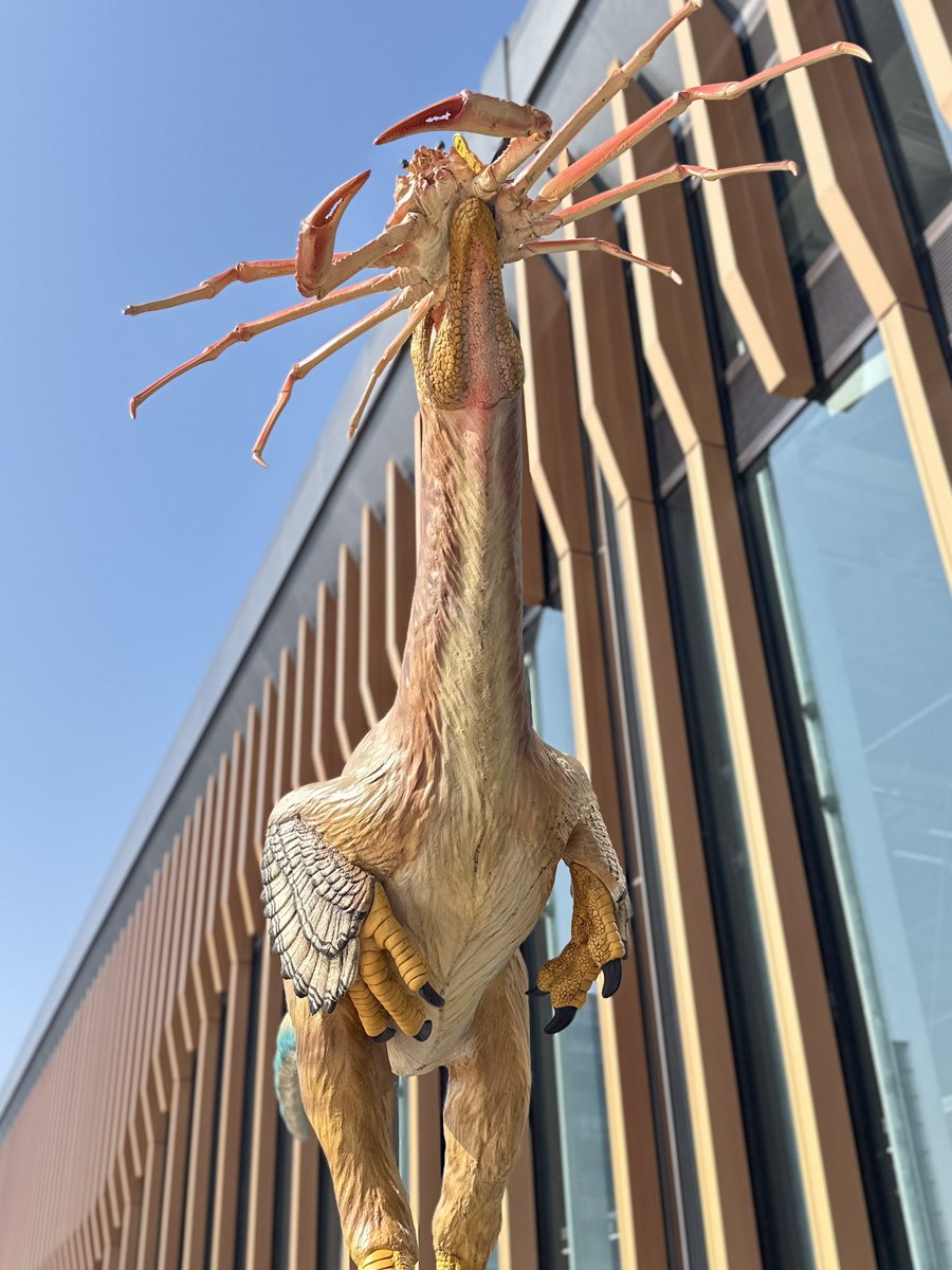 おはようございます🦖

越前蟹🦀が解禁となりました✨

今年の冬も、福井の冬の味覚、そして恐竜博物館をお楽しみください❗️