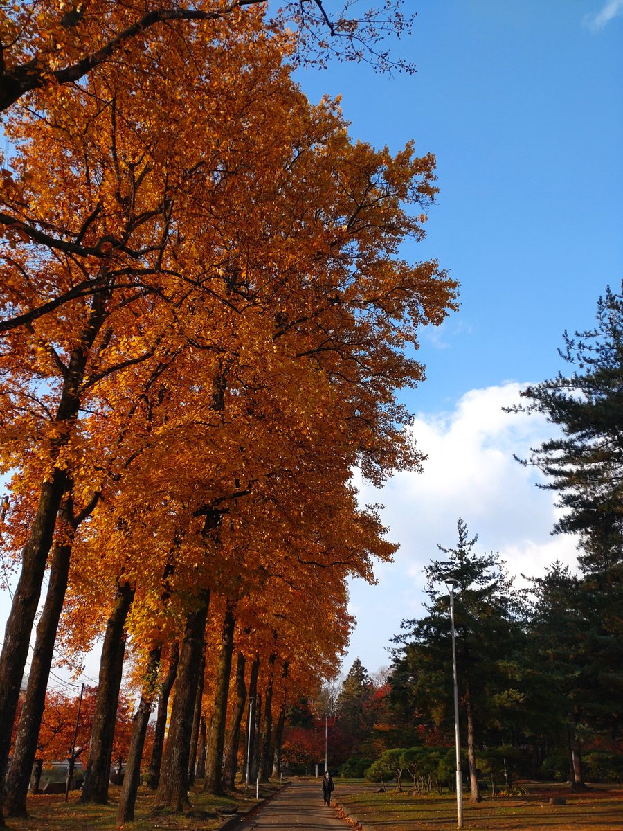 にゃんぱら (@n_youngparadise) / Posts / X