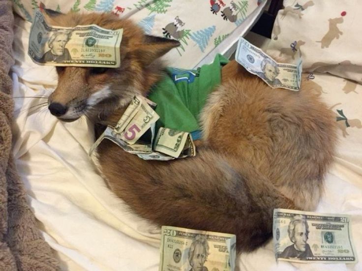 TheFoxLife's tweet image. Fox :3