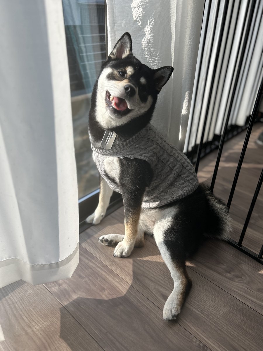 もにまるず しばいぬ 黒