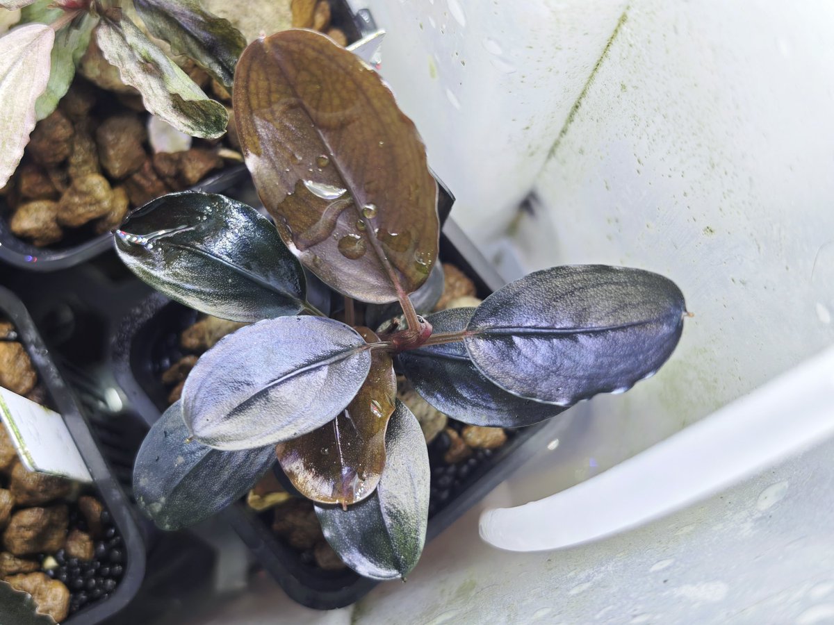 untaebi's tweet image. おはようございます☀
体調崩したのでレッドブルを買った
そして客先でまたレッドブルをもらった笑
葉が大きくなってきて成長が感じられるブッセ🌿
発色も良き😉