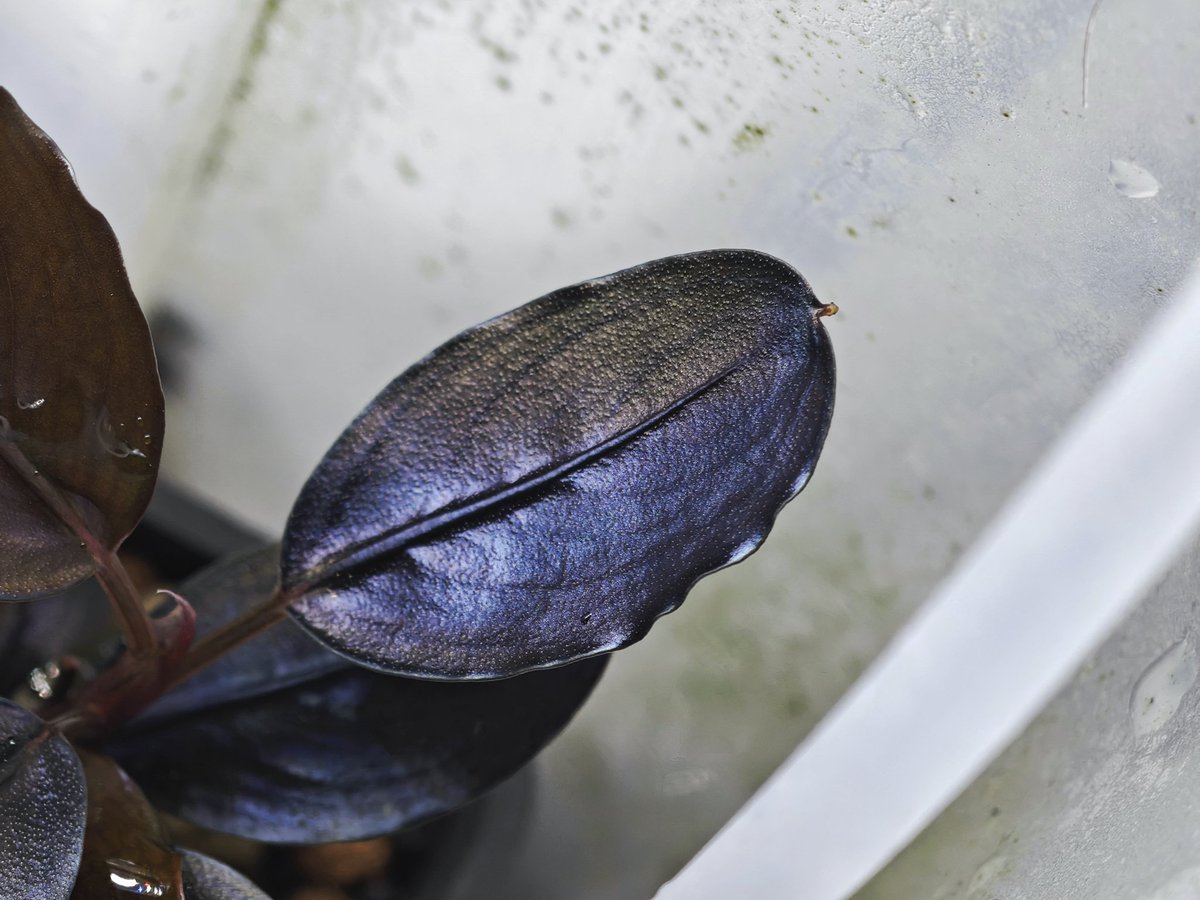 untaebi's tweet image. おはようございます☀
体調崩したのでレッドブルを買った
そして客先でまたレッドブルをもらった笑
葉が大きくなってきて成長が感じられるブッセ🌿
発色も良き😉