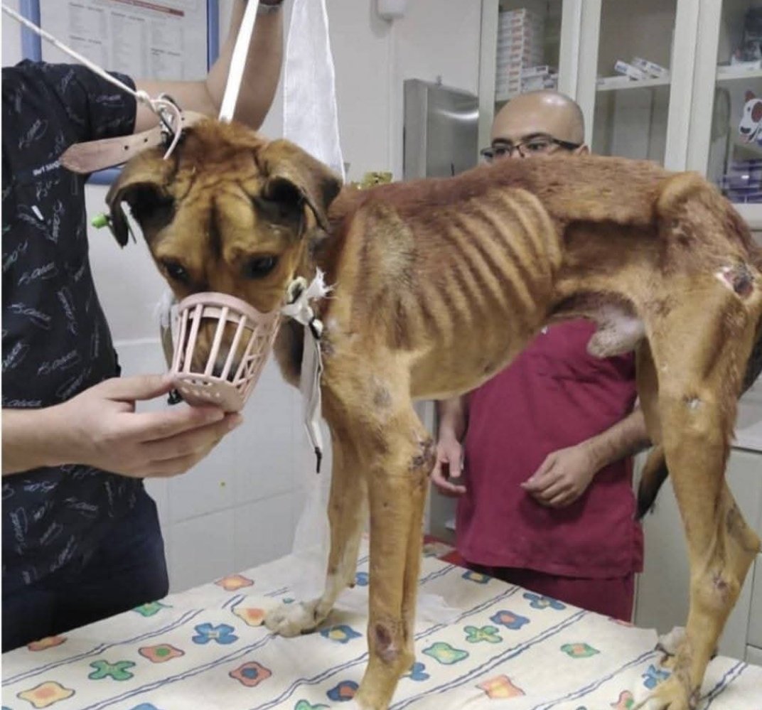 Bir hayvanın varlığına tahammül edemez ama kendi vicdansızlığının gürültüsünü duyamaz.
oysa asıl tehlike, insan kılığına girmiş merhametsizliktir.

#VicdanaYasakKonulamaz