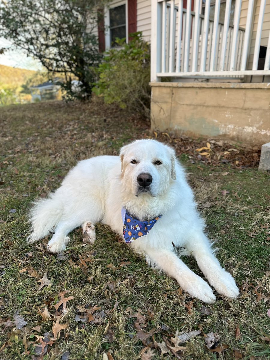 This is Norman, the best farm dog there ever was. Today is his 5th birthday! 🎂