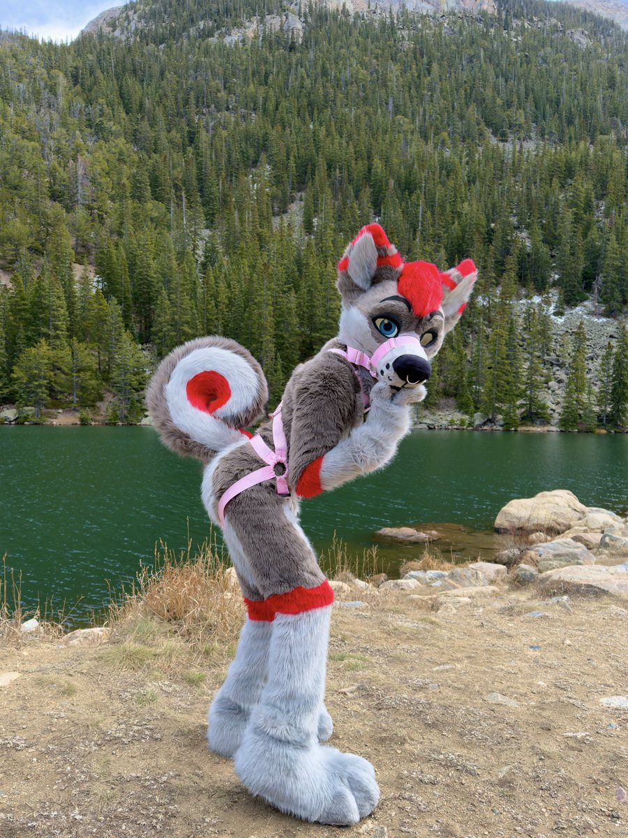 Dumb dog showing off his dumb curl

📸<a href="/PackerDog30/">Packer 🔜 AQF, MFF, ANE, NFC</a>