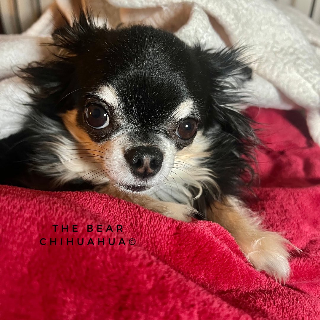 chihuahua_bear's tweet image. Love y’all ❤️🐶🐻🥰

#TheBearChihuahua #ChihuahuaLove #FurryFriend #ILoveYouAll #DogLover