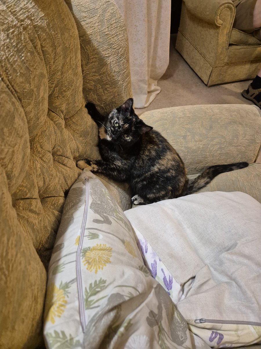 Littol Clee 🧡🖤 tweet media