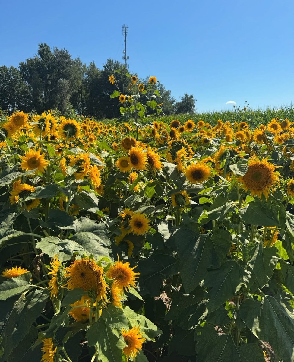 حقول دوّار الشمس
حلوين 💛🌻