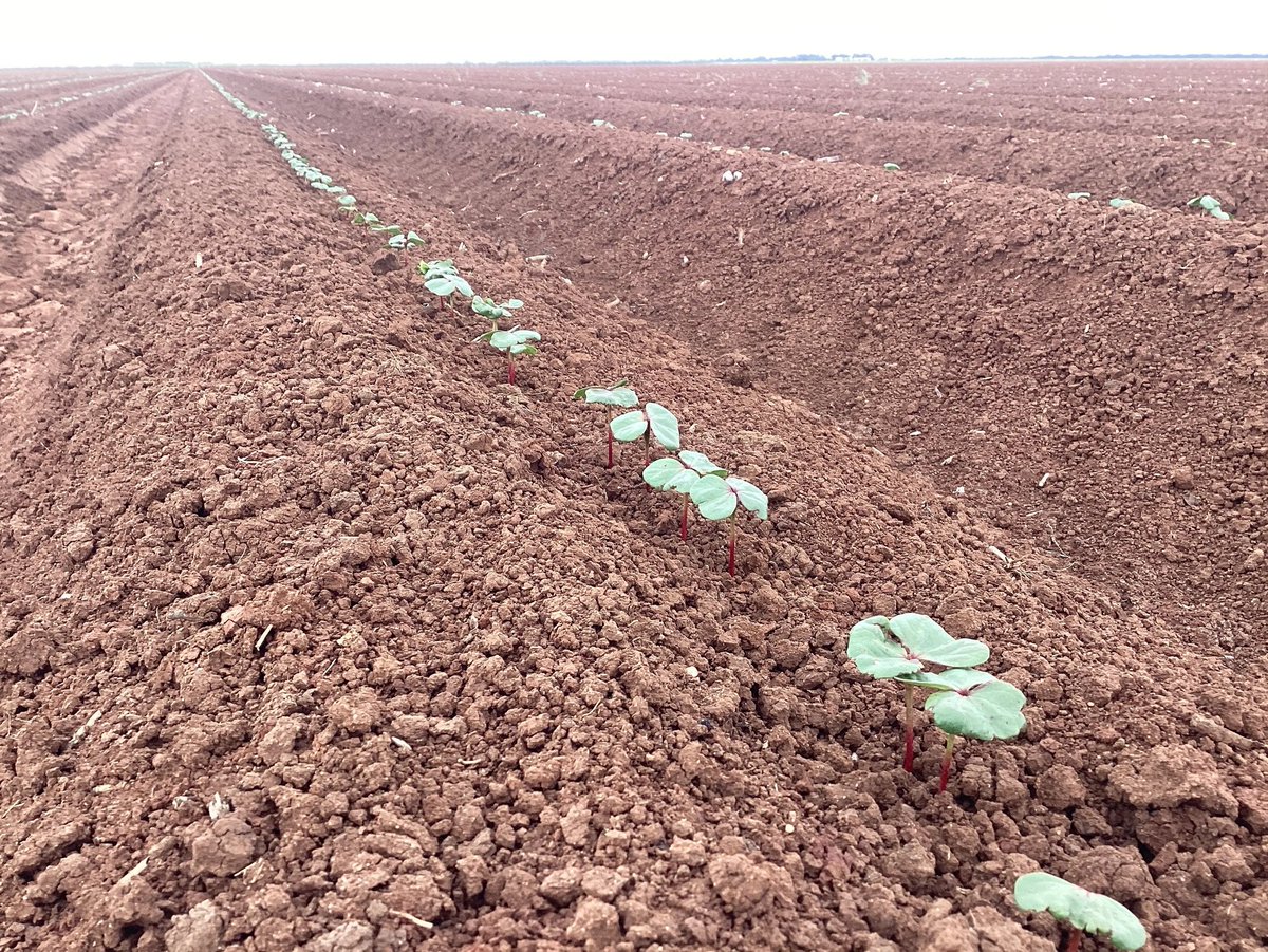 This cotton variety is Xtendflex 619. The seedling vigour of this variety has been a clear standout against other varieties. Establishment is king!