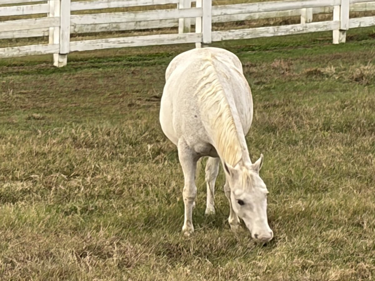 RussellTony's tweet photo. Excited to share the horse farm with our veterans, first responders and their families on Saturday with perfect weather!  Horses for Heroes 2025. https://t.co/dOuXFUak65