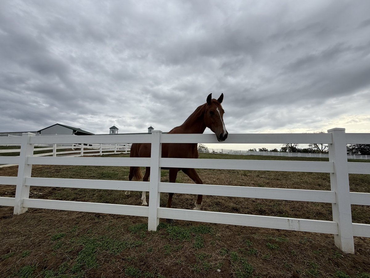 RussellTony's tweet photo. Excited to share the horse farm with our veterans, first responders and their families on Saturday with perfect weather!  Horses for Heroes 2025. https://t.co/dOuXFUak65