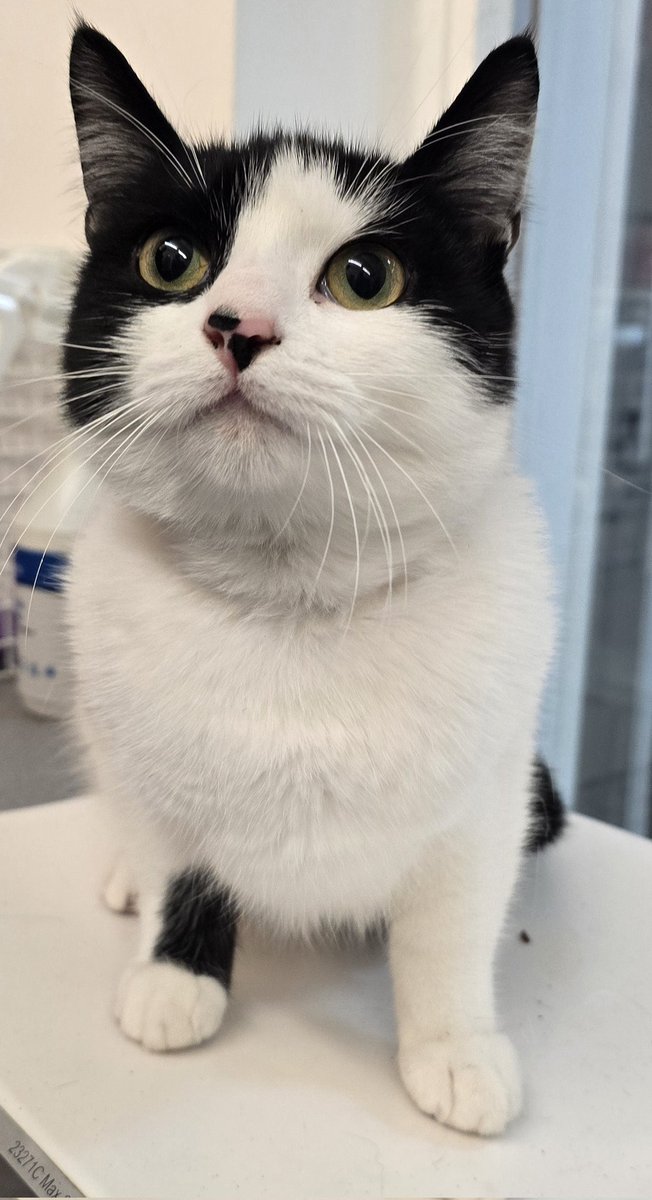 New arrival  @Bradford Cat Watch Rescue and Sanctuary .
This is Vera .
Vera is around 6 months old  came to us via the police today due to a sudden death of a young person and there is no immediate  next of kin.