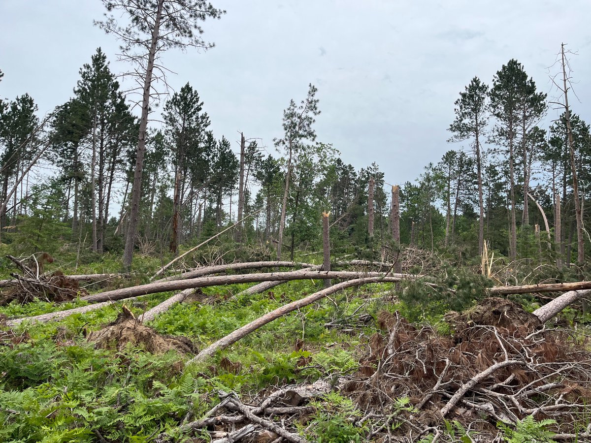 Minnesota Forestry tweet media
