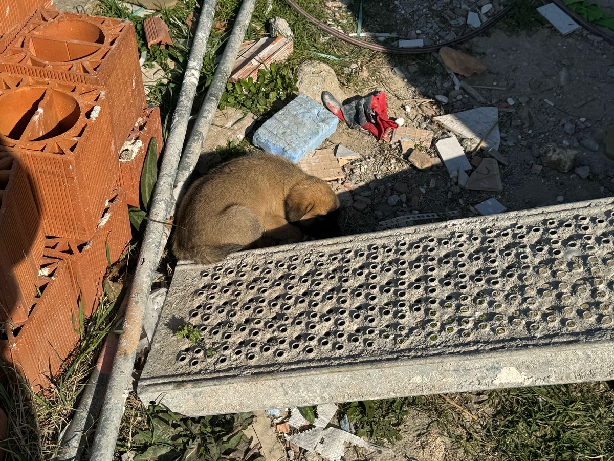 1/6

Today in Ankara, the Provincial Animal Protection Board voted to ban people from giving even a morsel of food to stray animals.

This feeding restriction directly contradicts humanity itself

Read On 🧵⬇️