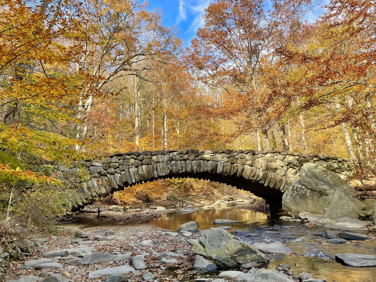 Gorgeous colors of autumn in Rock Creek Park DC 🌞 🍂 
(11/05/25)