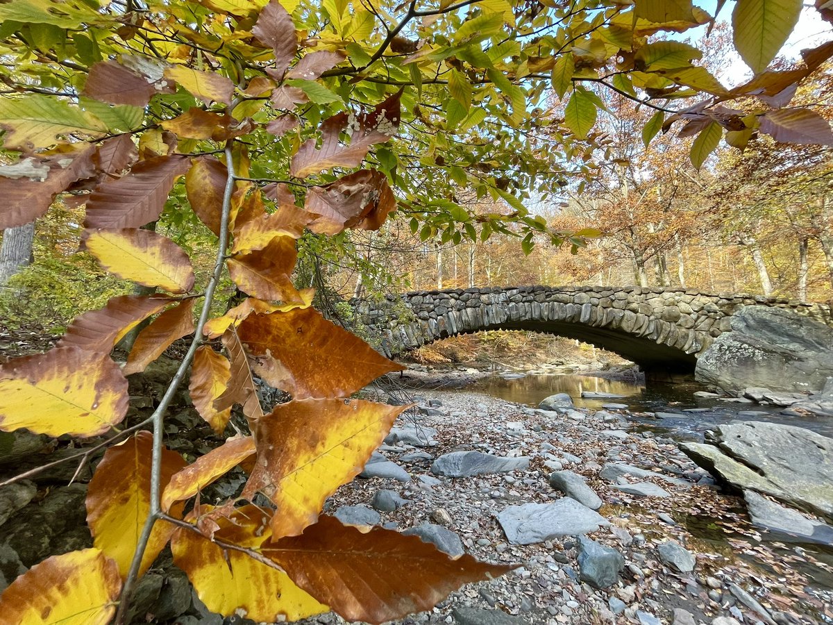 Conthescene's tweet photo. Gorgeous colors of autumn in Rock Creek Park DC 🌞 🍂 
(11/05/25) https://t.co/SsiELvyWmK