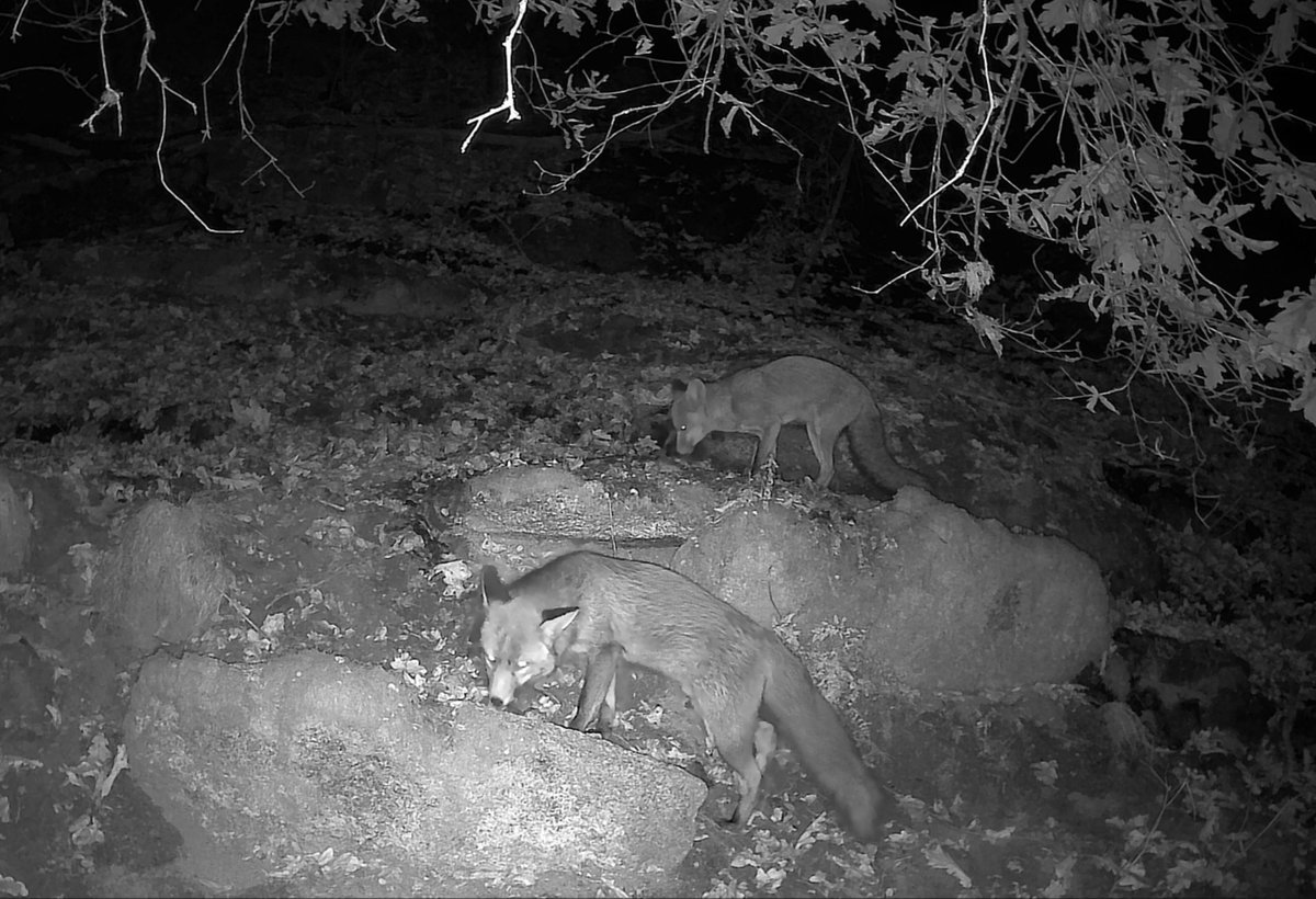 Asociación Ridimoas tweet media