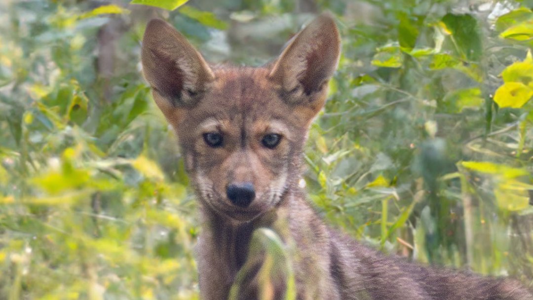 STLWolfCenter's tweet photo. It’s National Adoption Month!

Did you know that you can symbolically adopt a pack at the Endangered Wolf Center?

Please consider a symbolic adoption to continue the recovery of the American Red Wolf, a keystone species in our animal kingdom. 💛

https://t.co/baMwUofcpt https://t.co/niuwpbRpPI