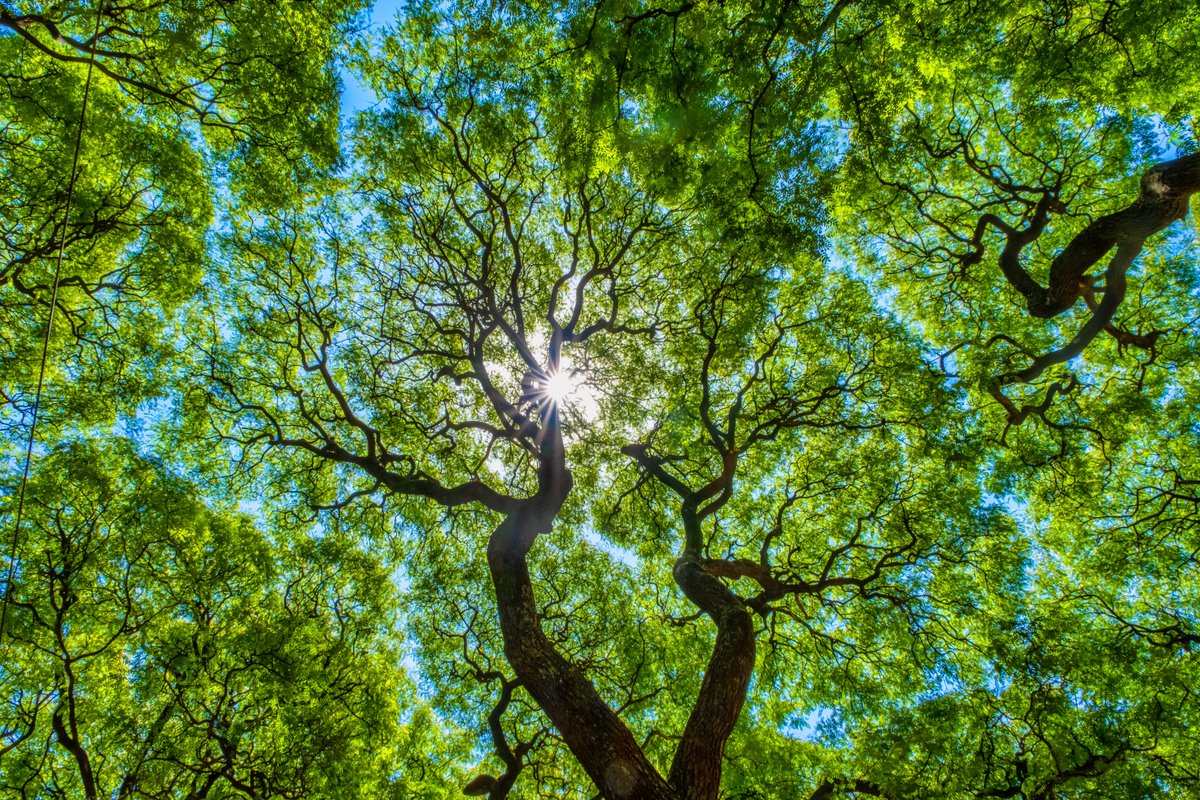 There is no climate emergency.
Carbon dioxide is natural and very good for trees and other plants.