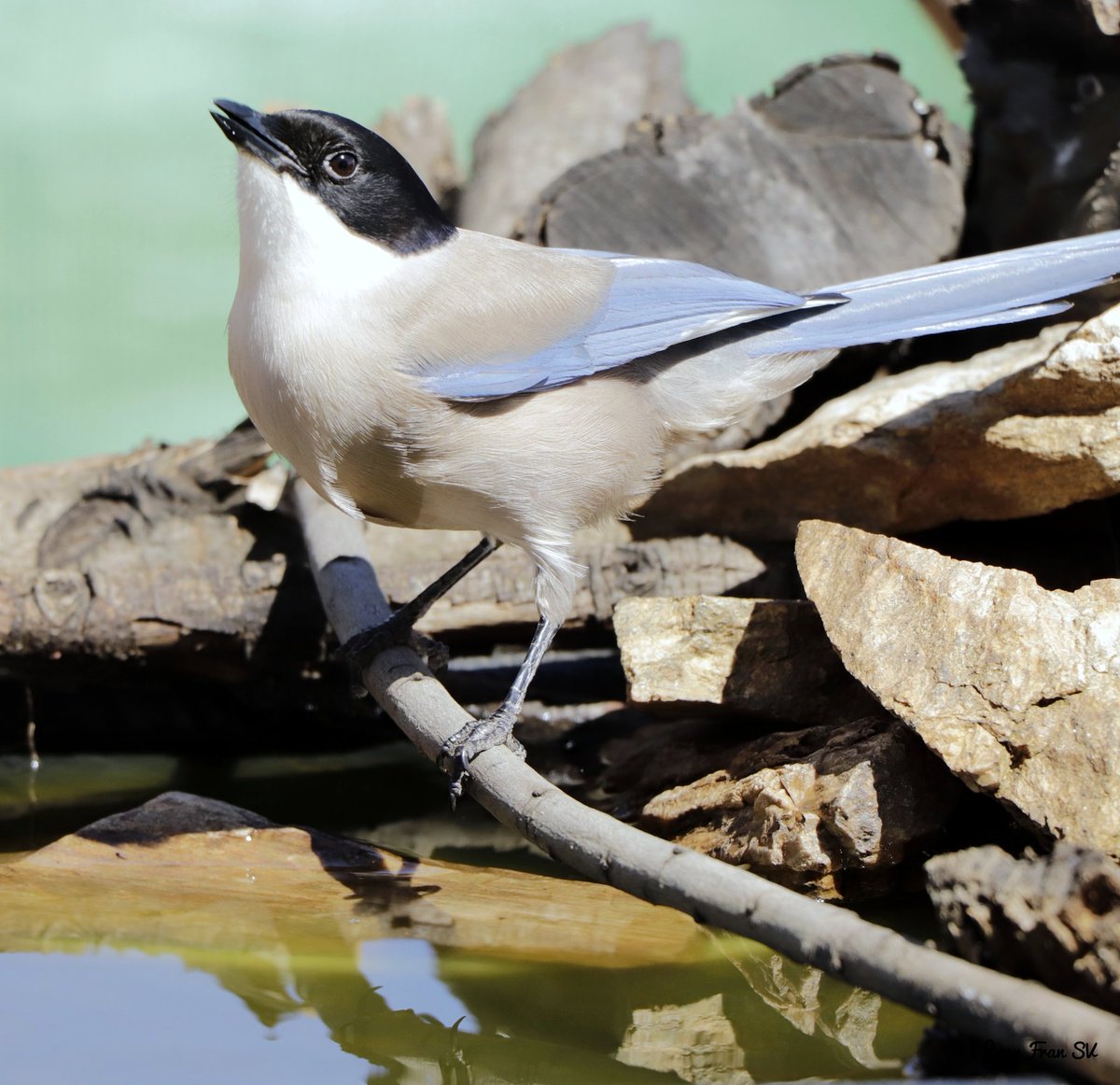 Juanfra07suarez's tweet image. RaBiLaRGo iBéRiCo  ..!!
#pajarosextremadura #naturextremadura #naturaphotography #avifauna #aves #ornitologia #birds #canonphotography #naturaleza #extremadura #pajaros #silvestres