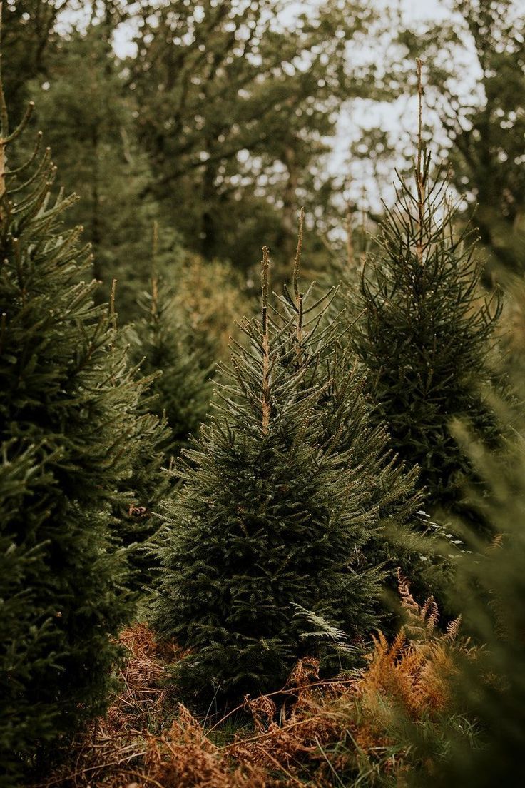 attivitahogws's tweet photo. Non è una vera baita finché non ci mettete un albero di natale https://t.co/IMngNqP7Dz