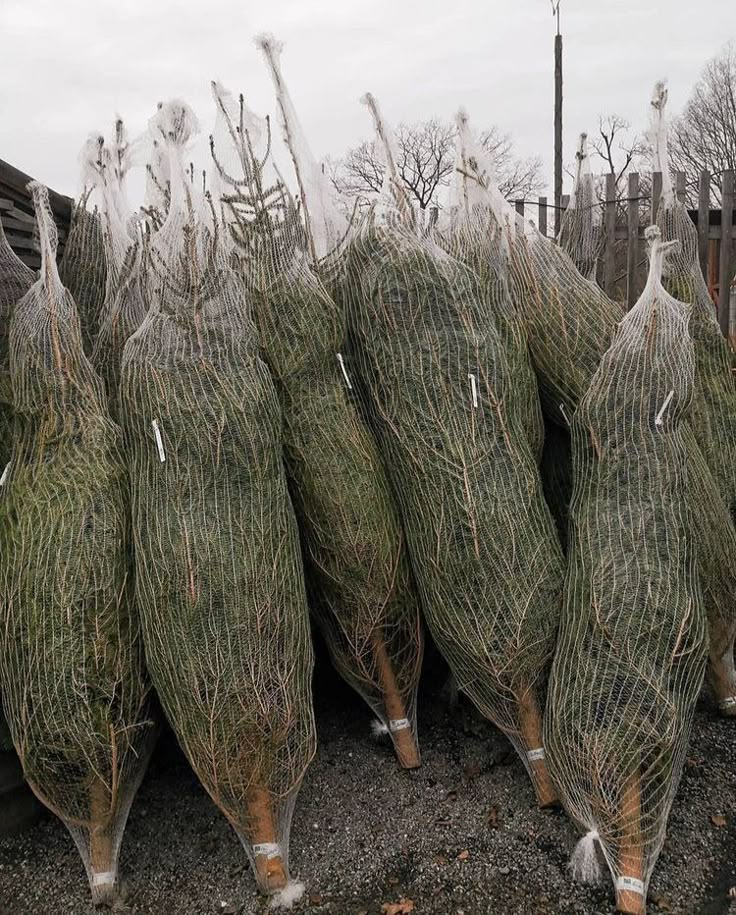 attivitahogws's tweet photo. Non è una vera baita finché non ci mettete un albero di natale https://t.co/IMngNqP7Dz