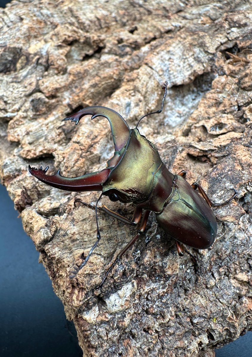 かぶぶくわわ (@mushi_lowkun) / Posts / X