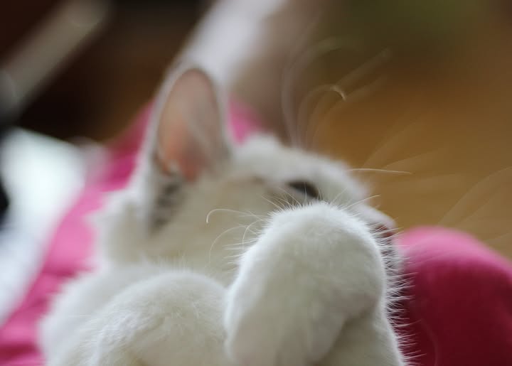 LeilaLundstrom's tweet image. Nuppu #ragdoll  on nautiskelija.  Rakastaa selällään olemista sylissä. 
Kyllä #kissa kin on seuraa kaipaava 💙