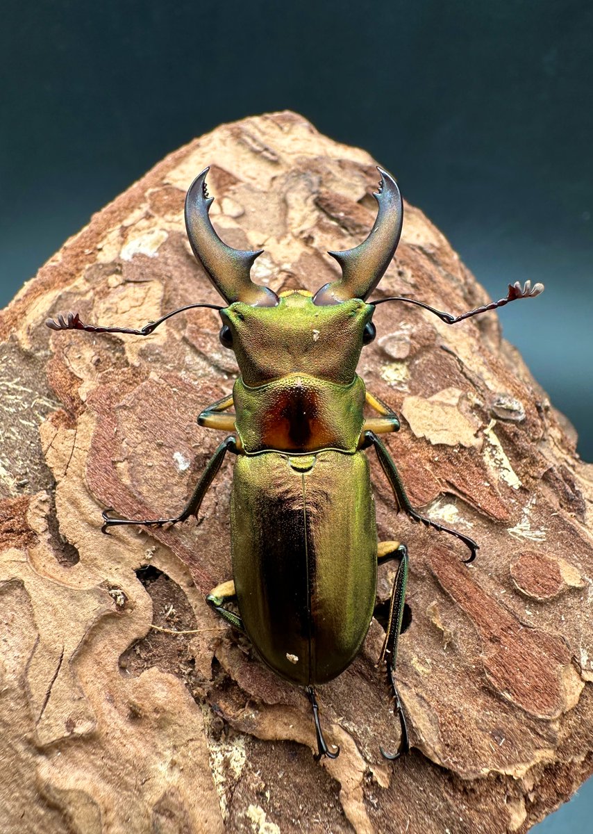 かぶぶくわわ (@mushi_lowkun) / Posts / X